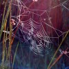 Spiders Web Spiders Web
